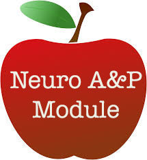NFB Module 2: Neuro A&P